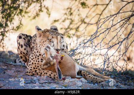 Adult cheetah (Acinonyx jubatus) with a recent kill of a young springbuck Stock Photo