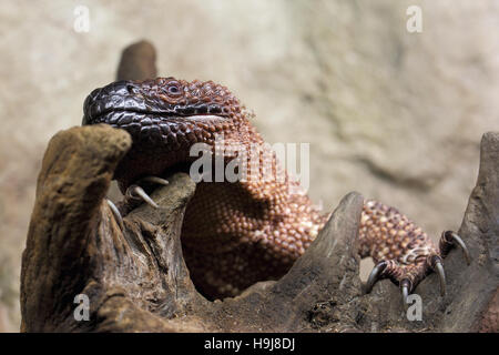Heloderma suspectum, poisonous lizard arid and warm Stock Photo