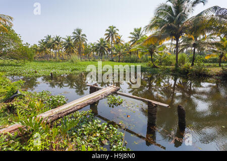 Scenic photograph of the waterways or backwaters near Alleppey, Kerala, India Stock Photo