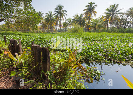 Scenic photograph of the waterways or backwaters near Alleppey, Kerala, India Stock Photo