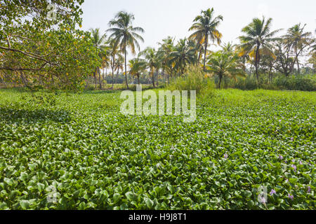 Scenic photograph of the waterways or backwaters near Alleppey, Kerala, India Stock Photo