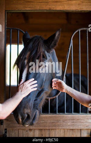 stable hand stroking horse in stables Stock Photo - Alamy