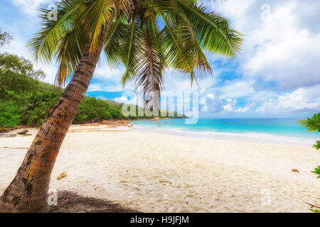 Palm beach - vacation holidays background Stock Photo