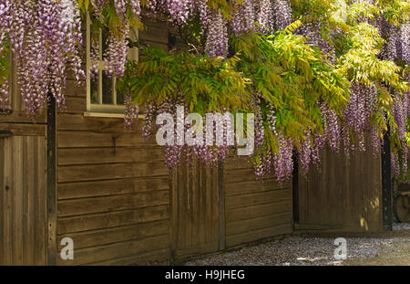 Purple Wisteria growing over a wooden shed Stock Photo