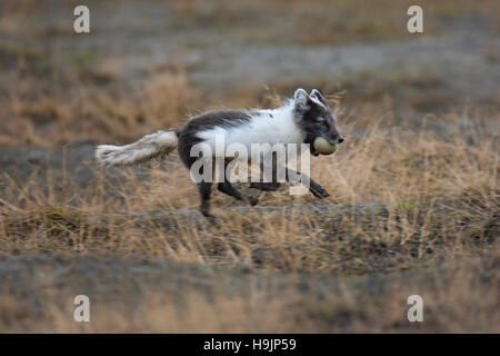 Arctic fox / polar fox (Vulpes lagopus / Alopex lagopus) running away with Eider duck egg in mouth on the tundra, Svalbard / Spitsbergen, Norway Stock Photo