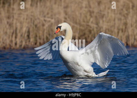 Mute swan (Cygnus olor) male swimming in lake and flapping its wings in spring Stock Photo