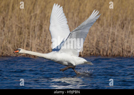 Mute swan (Cygnus olor) male taking off from lake in spring Stock Photo