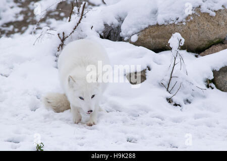 An Arctic Fox kit in early winter. Stock Photo