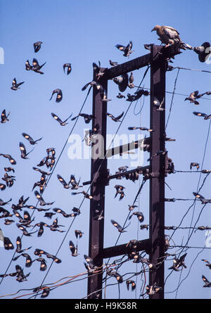 Bank Myna,(Acridotheres ginginianus), flock flying away from an Egyptian vulture landed on an electrical pylon,Rajasthan, India Stock Photo