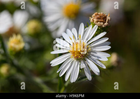 Closeup of a white heath aster flower (Symphyotrichum ericoides) blooming in a field, Indiana, United States Stock Photo