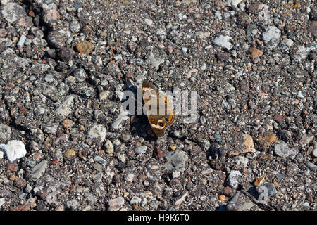 Common Buckeye butterfly (Junonia coenia) basking on asphalt road, Indiana, United States Stock Photo