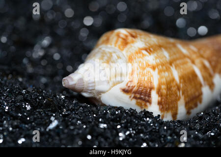 snail shell on black sand Stock Photo