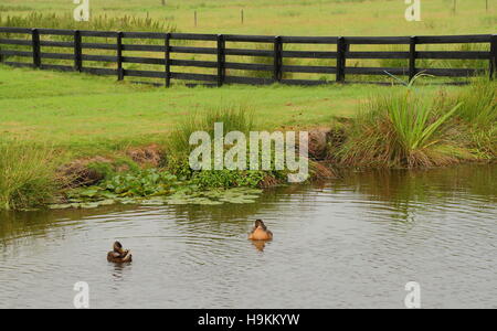 Ducks on a pond in a farm yard image in landscape format with copy space Stock Photo