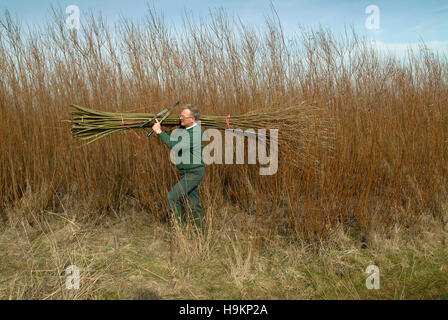 Coppicing willow,grown as a renewable energy production,showing the raw wood and the finished pellets. Stock Photo