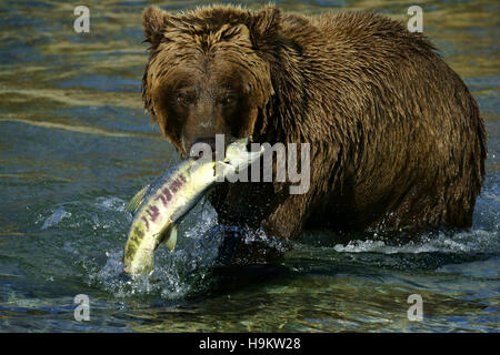 Brown Bear (Ursus arctos) with Chum salmon in mouth, Katmai National Park, Alaska Stock Photo
