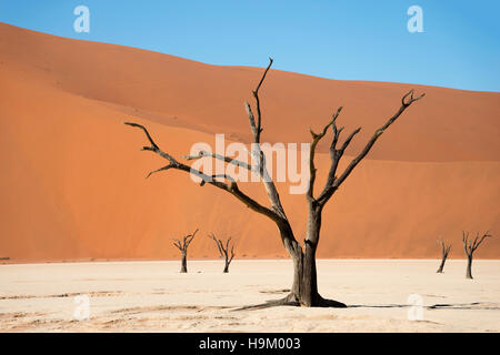 Dead camel or giraffe thorn (Acacia erioloba) trees in front of sand dunes, Dead Vlei, Sossusvlei, Namib Desert Stock Photo