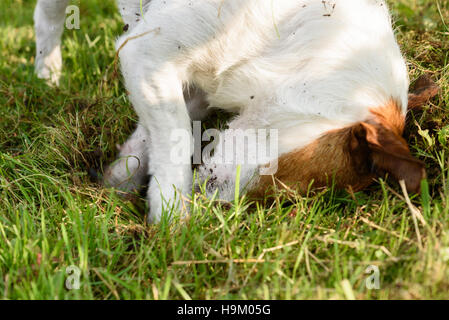 Dog digging hole in grass and soil with paws and head Stock Photo
