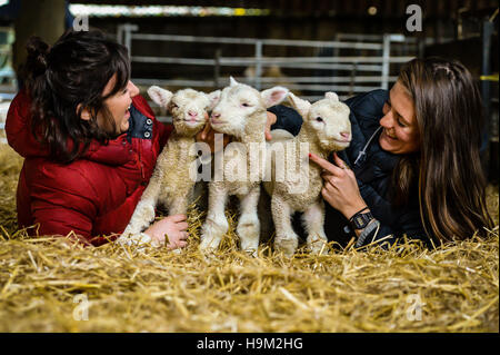 Laura Sherlock, 21, (left) and Holly Gear, 23, visiting the lambing shed at the Olde House, Chapel Amble, Cornwall, where milder temperatures allow a second lambing season in November and December. Stock Photo