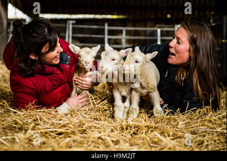 Laura Sherlock, 21, (left) and Holly Gear, 23, visiting the lambing shed at the Olde House, Chapel Amble, Cornwall, where milder temperatures allow a second lambing season in November and December. Stock Photo