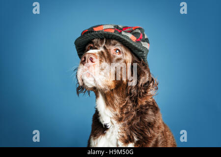 english springer spaniel looking distinguished in a checkered cap Stock Photo
