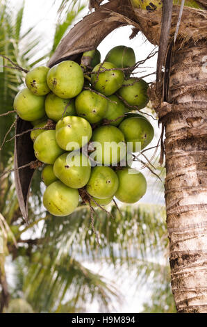 Coconut tree Cocos nucifera member of the family Arecaceae.palm Stock ...