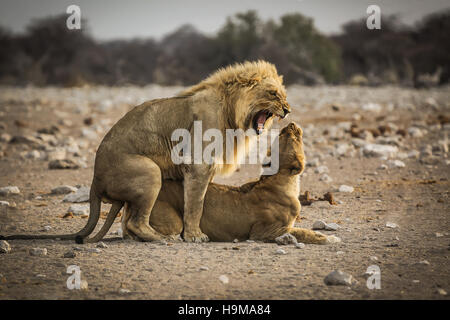 Lion and Lioness matting at Etosha National Park, Namibia Stock Photo