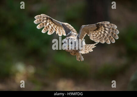 Tawny Owl / Waldkauz ( Strix aluco ) in flight, flying, hunting, beating its wings, frontal shot, nice backlight situation, Germany. Stock Photo