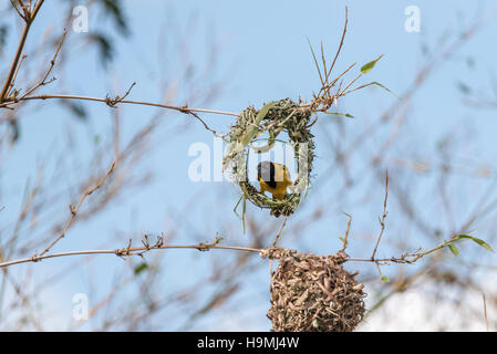 A male Black Headed Weaver starting a new nest Stock Photo