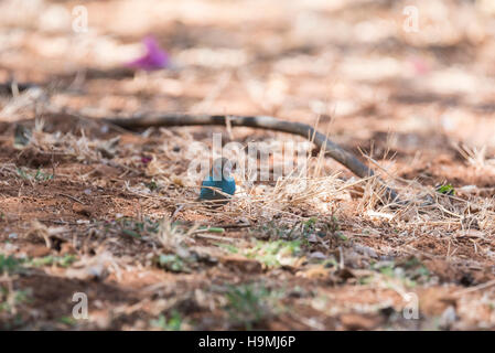 A male Red-cheeked Cordon Bleu foraging