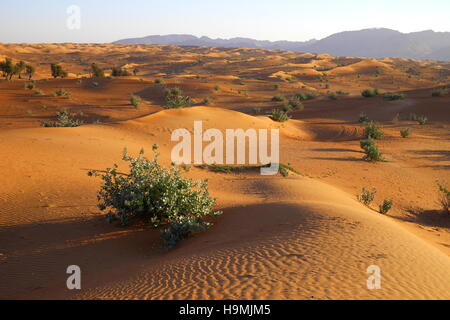 Sand dunes, Abu Dhabi Emirate, United Arab Emirates. The vegetation is sodom apple (calotropis procera). Distant mountains are in Oman. Stock Photo