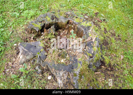 decayed tree stump Stock Photo