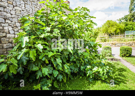 A mature fig growing by a stone wall July Stock Photo