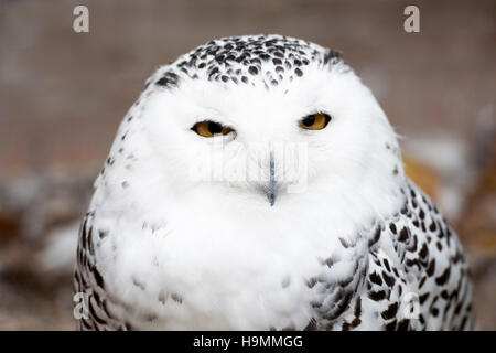 snowy owl, Bubo scandiacus, close up portrait of face and eye detail ...