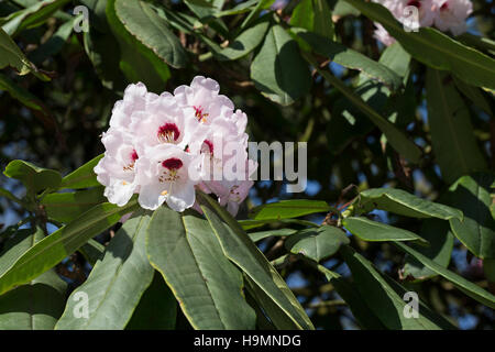 Schöner Rhododendron, Schönes Rhododendron, Rhododendron, Rhododendron Wildart, Rhododendron calophytum, beautiful-face rhododendron Stock Photo
