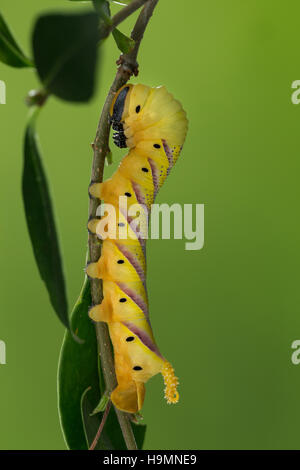 Totenkopfschwärmer, Totenkopf-Schwärmer, Raupe frisst an Liguster, Acherontia atropos, Death's-head Hawk moth, caterpillar, Le Sphinx tête de mort, Sc Stock Photo