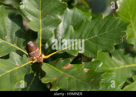 Trauben-Eiche, Traubeneiche, Wintereiche, Eiche, Eichen, Eichel, Eicheln, Quercus petraea, Quercus sessilis, Quercus sessiliflora, Sessile oak, Cornis Stock Photo