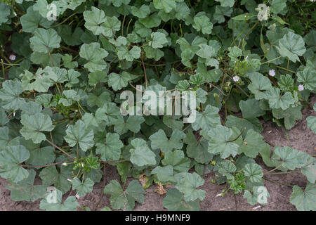 Weg-Malve, Wegmalve, Käsepappel, Gemeine Malve, Malva neglecta, Malva rotundifolia, common mallow, La Mauve à feuilles rondes, Mauve commune Stock Photo