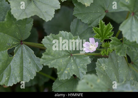 Weg-Malve, Wegmalve, Käsepappel, Gemeine Malve, Malva neglecta, Malva rotundifolia, common mallow, La Mauve à feuilles rondes, Mauve commune Stock Photo