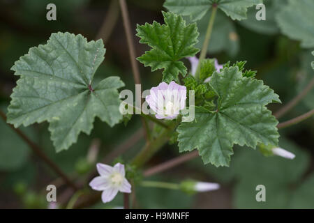 Weg-Malve, Wegmalve, Käsepappel, Gemeine Malve, Malva neglecta, Malva rotundifolia, common mallow, La Mauve à feuilles rondes, Mauve commune Stock Photo