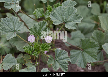 Weg-Malve, Wegmalve, Käsepappel, Gemeine Malve, Malva neglecta, Malva rotundifolia, common mallow, La Mauve à feuilles rondes, Mauve commune Stock Photo