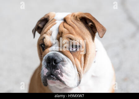 Portrait of young English bulldog,selective focus Stock Photo