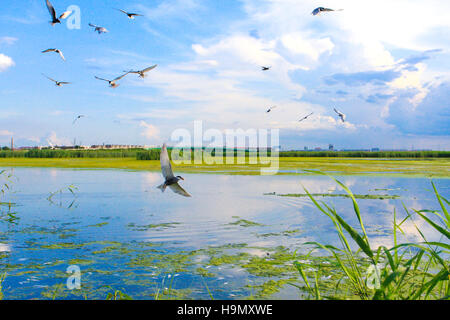 Longfeng Wetland of Daqing city,Heilongjiang province,China Stock Photo