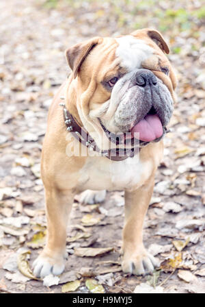 Cute English bulldog posing outdoor,selective focus Stock Photo
