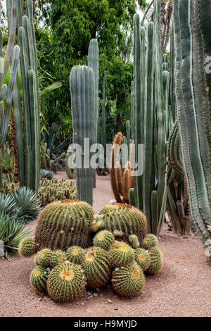 Catuses in the Jardin Majorelle Garden in Marrakesh.That was renovated by the French designer Yves Saint Laurent Stock Photo