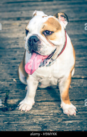 Cute female of English bulldog posing,selective focus Stock Photo