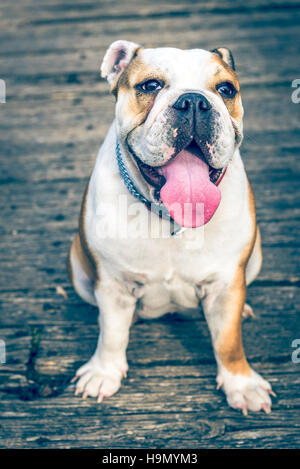 Portrait of cute female English bulldog,selective focus Stock Photo