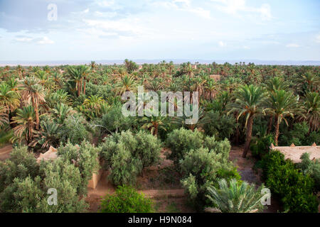 Skoura Palmery seen from the Kasbah. Stock Photo