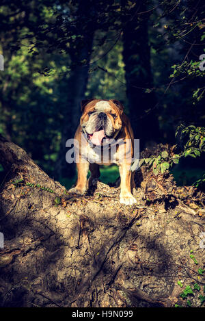 Cute English bulldog portrait outdoor,selective focus Stock Photo