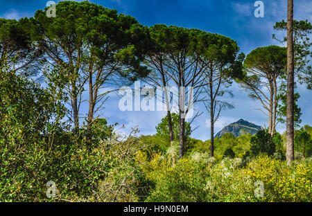 trees from Tonga, el Kala, Algeria ,North of Africa Stock Photo