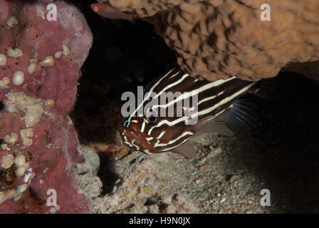 Sixstriped soapfish, Grammistes sexlineatus, Serranidae, Red Sea, Sharm el-Sheikh, Egypt R Stock Photo